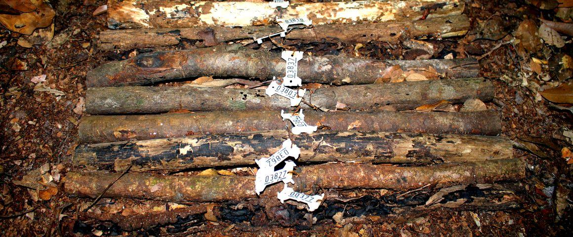 Des échantillons de bois ont été placés dans des cages à l'abri des insectes, au milieu des sites étudiés, afin de quantifier leur contribution à la décomposition du bois © J. Beauchêne, Cirad